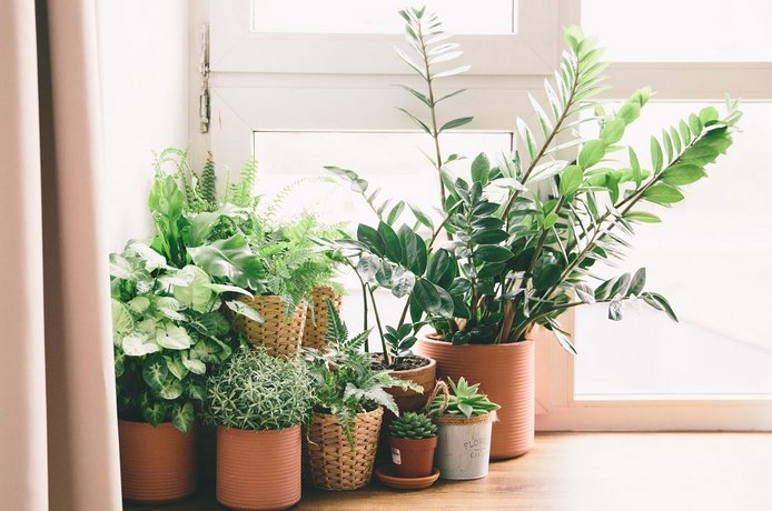 Einblatt und Aloe Vera sind gut für das Raumklima